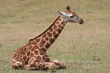 Girafon