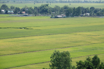 Fototapeta na wymiar paddy field and thai style village.