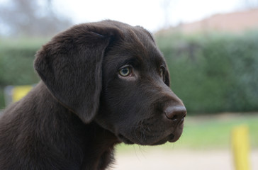 Labrador chocolate retrati