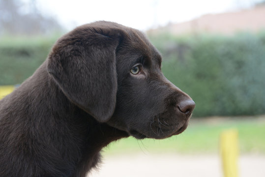 Labrador chocolate perfil