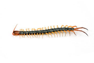centipede on white background