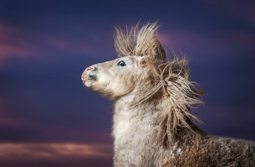 Portrait of white playful shetland pony with mane up