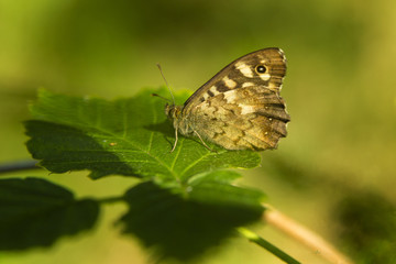 Fototapeta premium Waldbrettspiel, pararge aegeria