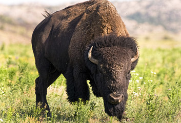 American Buffalo.