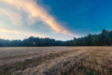 Fototapeta premium stubble field at summer morning