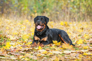 Rottweiler dog in autumn