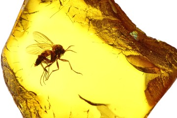 Pilzmücke (mycetophilidae) eingeschlossen in einem baltischen Bernstein