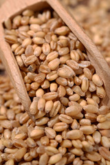 Heap of wheat with wooden scoop