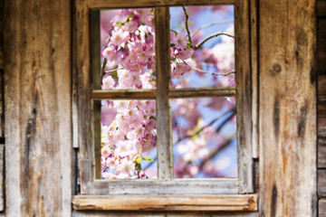 Old wooden window frame, spring, flowering trees.