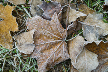 leaves covered with hoarfrost