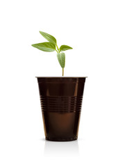 Little green sprout in a brown plastic cup. Isolated on white background.