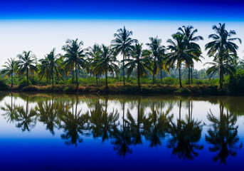 Fototapeta na wymiar Horizontal vibrant dramatic palms in a row with reflections land