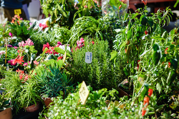 Farm market with green potted seedlings plantlets flowers and herbs