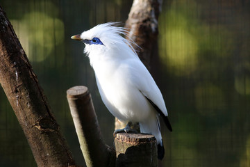 Bali myna (Leucopsar rothschildi)

