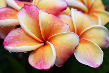 frangiapani flower.