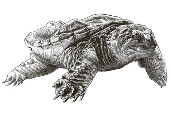 Common snapping turtle - 98038257