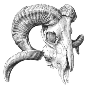 illustration with  skull