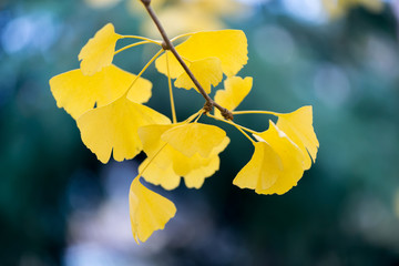 Ginkgo biloba details