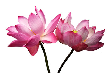 Obraz premium lotus flower isolated on white background.