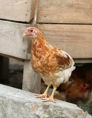 little chickens , Young cock or hen on the farm. Shooting outdoors