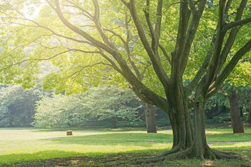 Naklejka premium 大きな木ある公園