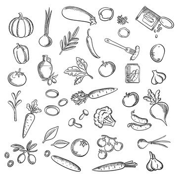Natural ripe vegetables and herbs sketch icons