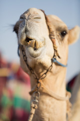 dubai camel club camel chewing food