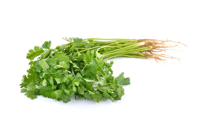 coriander on white background