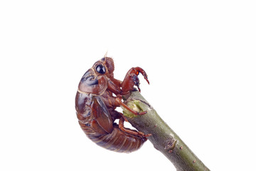 Cicada pupa