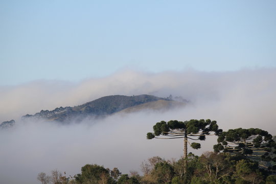 Fototapeta araucárias em campo com neblina em cunha