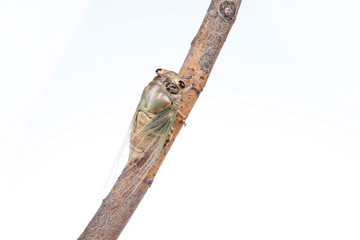Cicada pupa