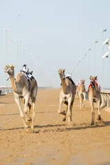 Photo sur Aluminium Chameau Course de chameaux du club de course de chameaux de Dubaï avec des jockeys radio