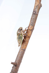 Cicada pupa