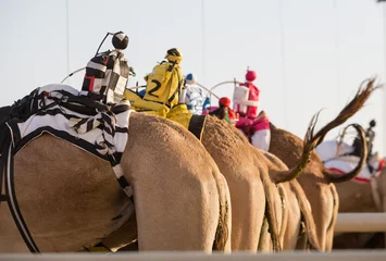 Fototapete Kamel Kamele des Kamelrennclubs von Dubai mit mannlosen Funkjockeys, die auf das Rennen warten.