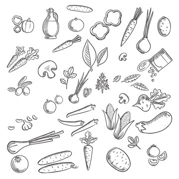 Fresh vegetables and herbs sketches