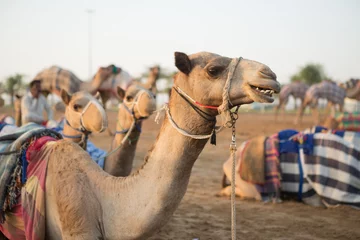 Tuinposter Kameel Dubai camel racing club camels waiting to race at sunset.