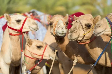 Papier Peint photo Lavable Chameau Les chameaux du club de course de chameaux de Dubaï attendent de courir