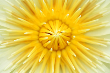 close up of yellow lotus flower.