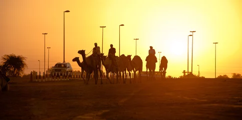 Papier Peint photo Lavable Chameau Club de course de chameaux de Dubaï silhouettes de coucher de soleil de chameaux et de personnes.