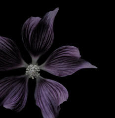 purple flower on black