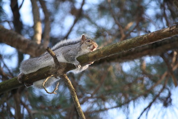 Fototapeta premium Eastern gray squirrel ( Sciurus carolinensis ) embraces a branch , Italy