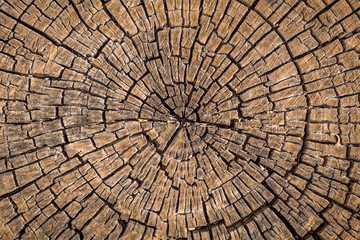 Old wood tree stump