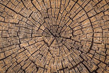 Fototapeta premium Old wood tree stump