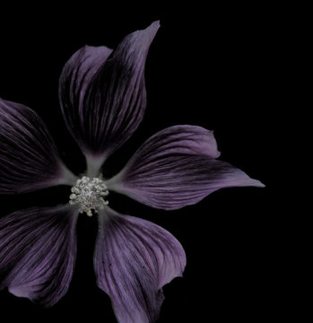Fototapeta purple flower on black