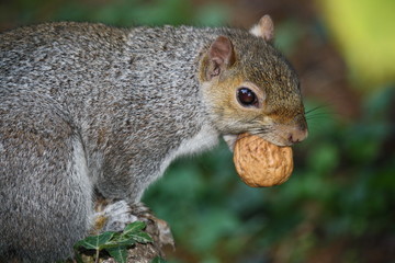 Eastern Gray Squirrel (Sciurus carolinensis) carrying walnut, Italy