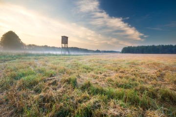 Fototapeta na wymiar foggy morning meadow. landscape..