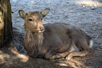 Fototapeta premium Deer in Nara Park, Japan - Photo taken on November 4th, 2015