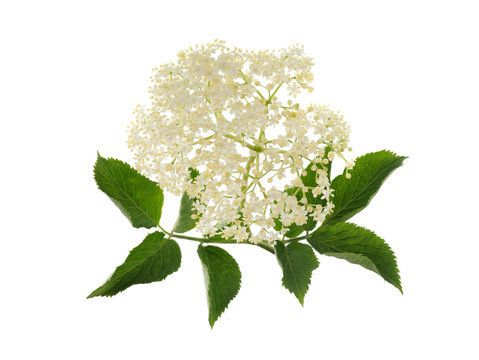 Sambucus