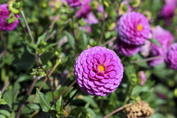 dahlia garden farm