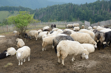 Obraz premium A flock of sheep in the Carpathian Mountains